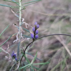 Comesperma volubile at Captains Flat, NSW - 6 Sep 2023 05:47 PM