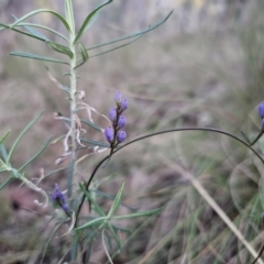 Comesperma volubile at Captains Flat, NSW - 6 Sep 2023 05:47 PM