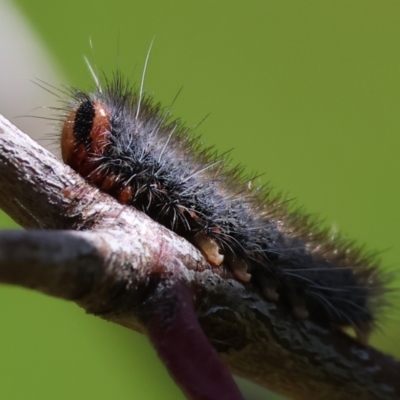 Unidentified Anthelid moth (Anthelidae) at Wodonga, VIC - 6 Sep 2023 by KylieWaldon