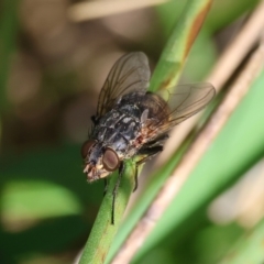 Unidentified Bristle Fly (Tachinidae) at Wodonga, VIC - 6 Sep 2023 by KylieWaldon