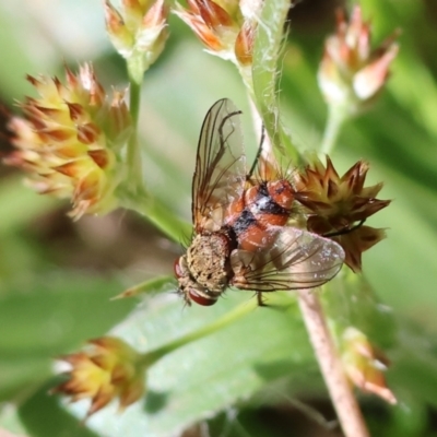 Chaetophthalmus sp. (genus) (A bristle fly) at Wodonga, VIC - 6 Sep 2023 by KylieWaldon