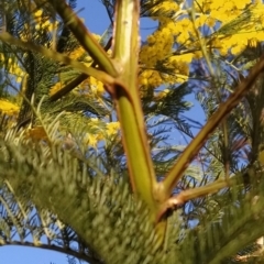 Acacia decurrens (Green Wattle) at Wanniassa Hill - 5 Sep 2023 by KumikoCallaway