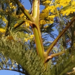 Acacia decurrens (Green Wattle) at Fadden, ACT - 6 Sep 2023 by KumikoCallaway