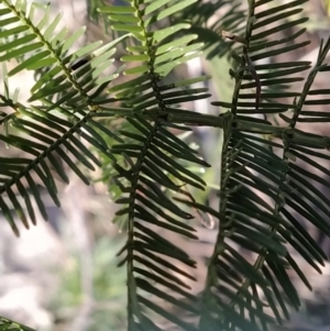 Acacia decurrens at Fadden, ACT - 6 Sep 2023