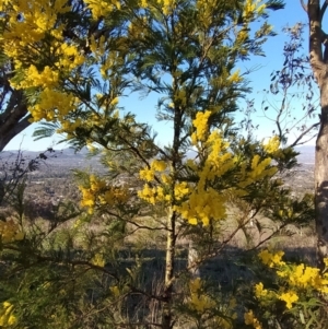 Acacia decurrens at Fadden, ACT - 6 Sep 2023