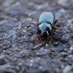 Harpalini sp. (tribe) at Murrumbateman, NSW - 4 Sep 2023 12:57 PM