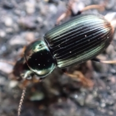 Harpalini sp. (tribe) at Murrumbateman, NSW - 4 Sep 2023 12:57 PM