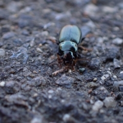 Harpalini sp. (tribe) at Murrumbateman, NSW - 4 Sep 2023 12:57 PM