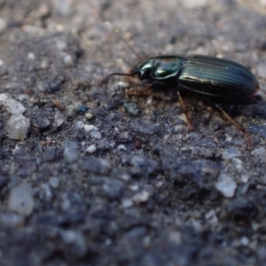 Harpalini sp. (tribe) at Murrumbateman, NSW - 4 Sep 2023 12:57 PM