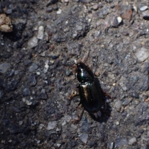 Harpalini sp. (tribe) at Murrumbateman, NSW - 4 Sep 2023 12:57 PM