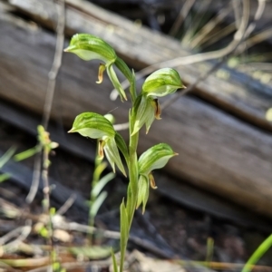 Bunochilus umbrinus (ACT) = Pterostylis umbrina (NSW) at suppressed - 6 Sep 2023