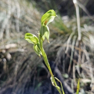 Bunochilus umbrinus at suppressed - 6 Sep 2023