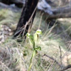 Bunochilus umbrinus at suppressed - 6 Sep 2023