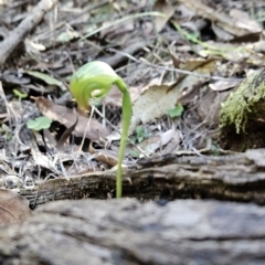Pterostylis nutans (Nodding Greenhood) at Paddys River, ACT - 6 Sep 2023 by BethanyDunne