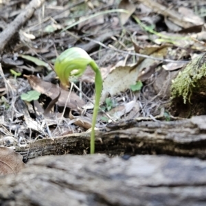 Pterostylis nutans at Paddys River, ACT - suppressed