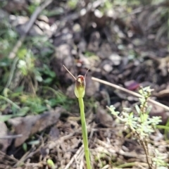 Pterostylis pedunculata (Maroonhood) at Paddys River, ACT - 6 Sep 2023 by BethanyDunne