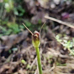 Pterostylis pedunculata at Paddys River, ACT - 6 Sep 2023