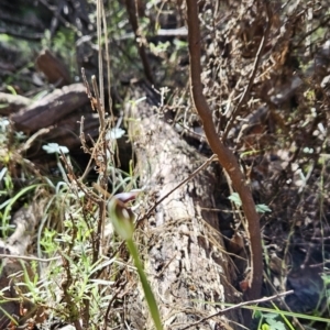 Pterostylis pedunculata at Paddys River, ACT - 6 Sep 2023