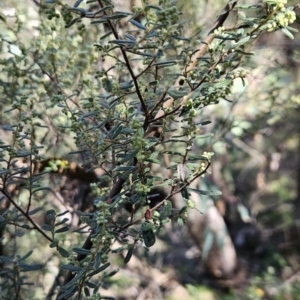 Pomaderris angustifolia at Paddys River, ACT - 6 Sep 2023 12:16 PM