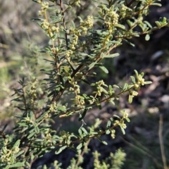 Pomaderris angustifolia (Pomaderris) at Paddys River, ACT - 6 Sep 2023 by BethanyDunne