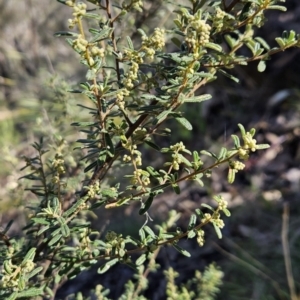 Pomaderris angustifolia at Paddys River, ACT - 6 Sep 2023 01:51 PM