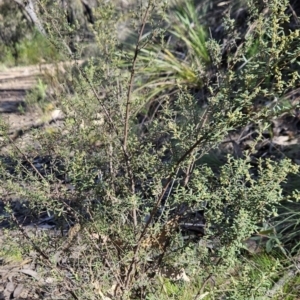 Pomaderris angustifolia at Paddys River, ACT - 6 Sep 2023 01:51 PM