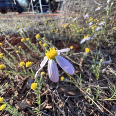 Brachyscome sp. at Gunderbooka, NSW - 27 Aug 2023 by SimoneC