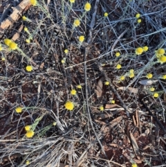 Rhodanthe diffusa subsp. diffusa at Gunderbooka, NSW - 27 Aug 2023 by SimoneC