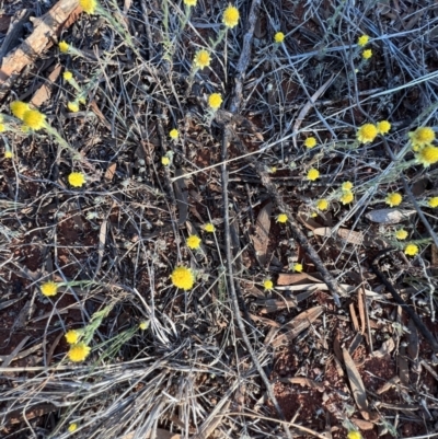 Rhodanthe diffusa subsp. diffusa at Gunderbooka, NSW - 27 Aug 2023 by SimoneC