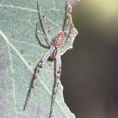 Unidentified Orb-weaving spider (several families) at Russell, ACT - 5 Sep 2023 by Hejor1