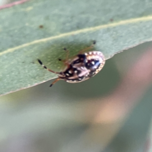 Anischys sp. (genus) at Russell, ACT - 6 Sep 2023 09:49 AM