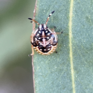 Anischys sp. (genus) at Russell, ACT - 6 Sep 2023 09:49 AM