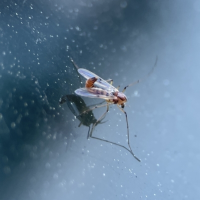 Chironomidae (family) (Non-biting Midge) at Russell, ACT - 6 Sep 2023 by Hejor1