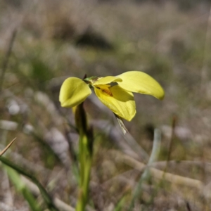 Diuris chryseopsis at Tuggeranong, ACT - 6 Sep 2023