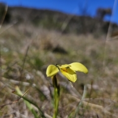 Diuris chryseopsis at Tuggeranong, ACT - suppressed