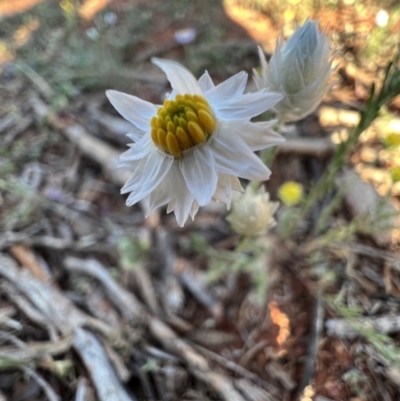 Rhodanthe floribunda (White Sunray) at Gunderbooka, NSW - 27 Aug 2023 by SimoneC