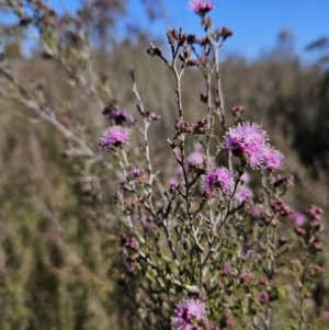 Kunzea parvifolia at Tuggeranong, ACT - 6 Sep 2023