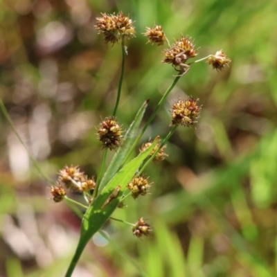 Luzula flaccida (Pale Woodrush) at Wodonga, VIC - 6 Sep 2023 by KylieWaldon