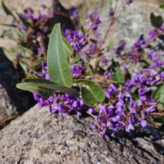 Hardenbergia violacea (False Sarsaparilla) at Tuggeranong, ACT - 6 Sep 2023 by MatthewFrawley