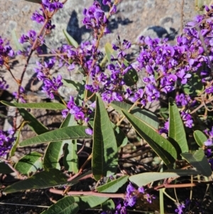 Hardenbergia violacea at Tuggeranong, ACT - 6 Sep 2023