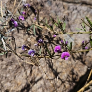 Glycine clandestina at Tuggeranong, ACT - 6 Sep 2023 02:00 PM