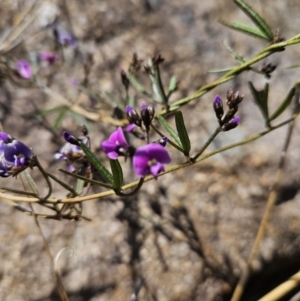 Glycine clandestina at Tuggeranong, ACT - 6 Sep 2023