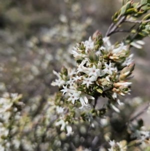 Brachyloma daphnoides at Tuggeranong, ACT - 6 Sep 2023