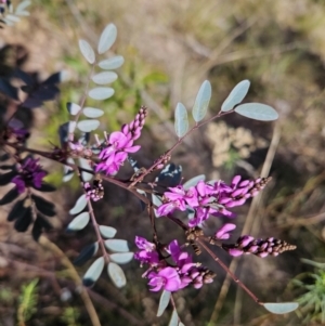 Indigofera australis subsp. australis at Kambah, ACT - 6 Sep 2023 02:19 PM