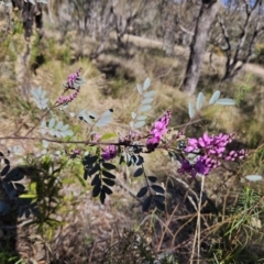 Indigofera australis subsp. australis at Kambah, ACT - 6 Sep 2023 02:19 PM