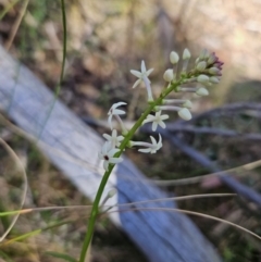 Stackhousia monogyna (Creamy Candles) at Tuggeranong, ACT - 6 Sep 2023 by MatthewFrawley