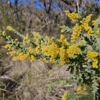 Acacia vestita (Hairy Wattle) at Kambah, ACT - 6 Sep 2023 by MatthewFrawley