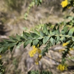 Acacia vestita at Kambah, ACT - 6 Sep 2023 02:25 PM