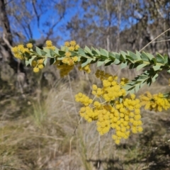 Acacia vestita at Kambah, ACT - 6 Sep 2023 02:25 PM