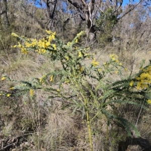 Acacia vestita at Kambah, ACT - 6 Sep 2023 02:25 PM